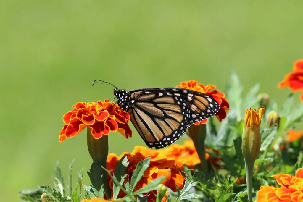 Marigold Butterfly